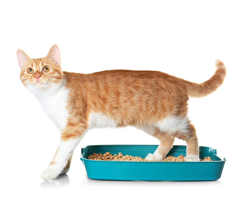 how to choose a kitty litter